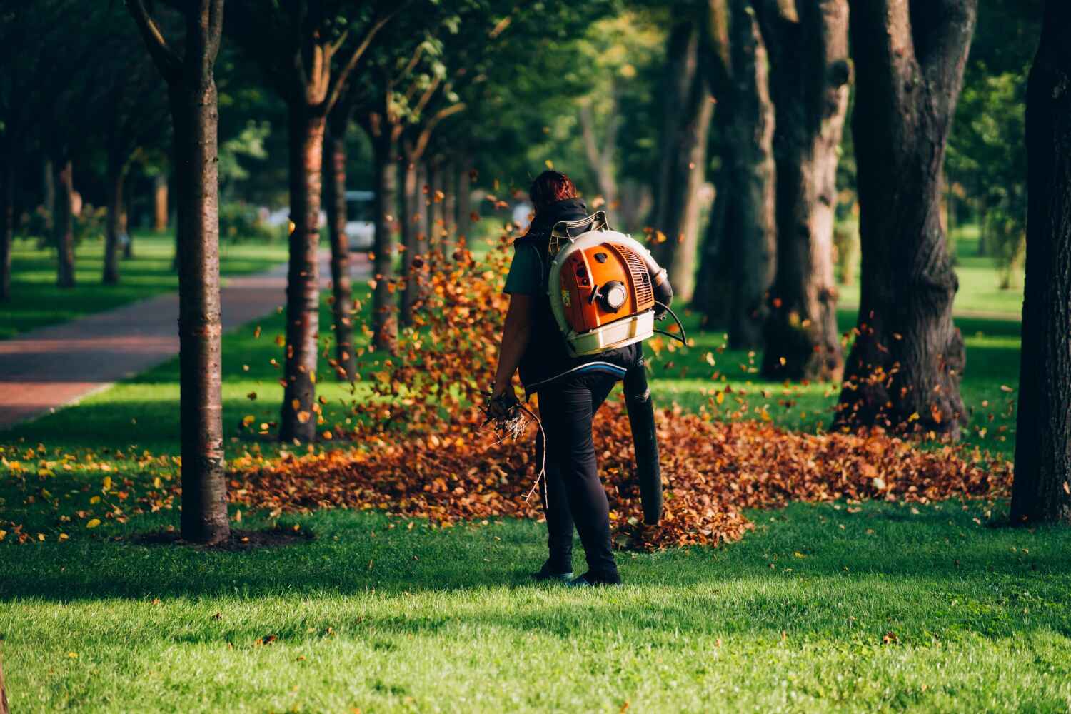 Best Best Tree Removal Services  in Bay Hill, FL